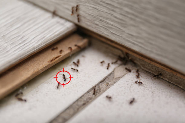 Best Pest Inspection Near Me  in Califon, NJ