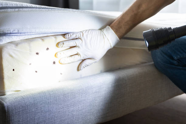 Best Rat Extermination Near Me  in Califon, NJ