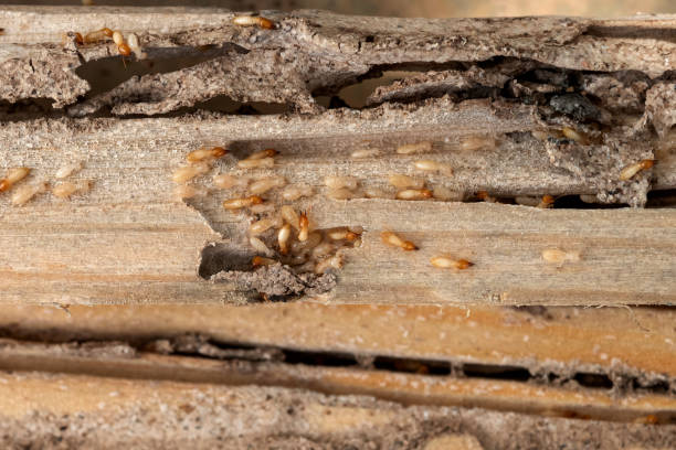 Best Best Pest Control Companies  in Califon, NJ